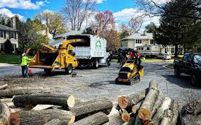 How Our Tree Care Process Works  in  Red Rock, AZ