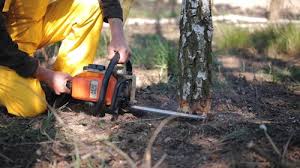 Best Lawn Maintenance Plans  in Red Rock, AZ