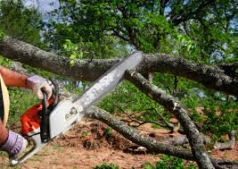 Best Tree Health Inspection  in Red Rock, AZ