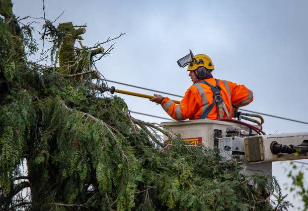  Red Rock, AZ Tree Care Pros
