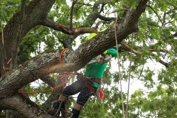 Best Commercial Tree Services  in Red Rock, AZ