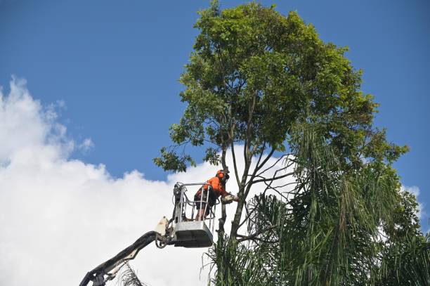 Best Storm Damage Tree Cleanup  in Red Rock, AZ