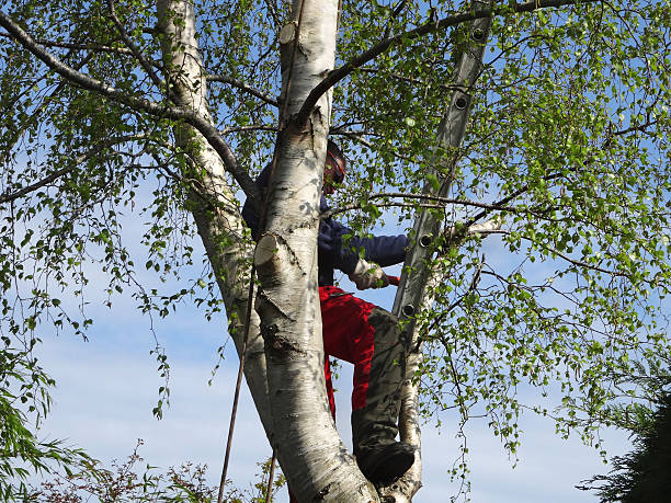 Best Arborist Consultation Services  in Red Rock, AZ